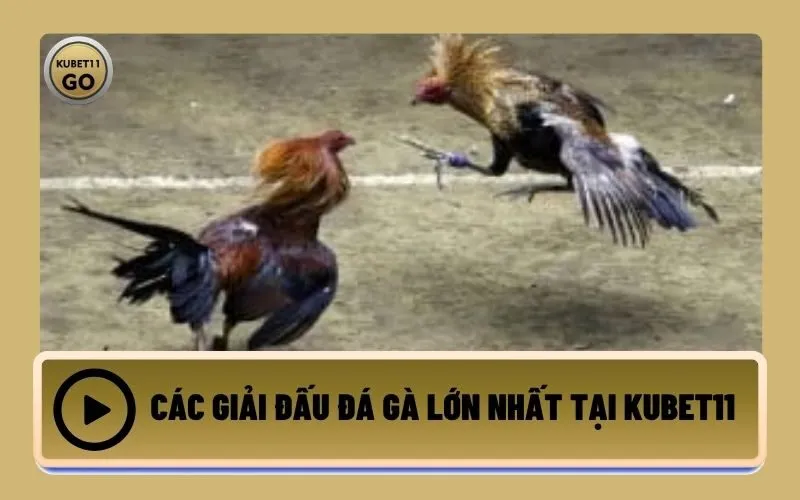 Các Giải Đấu Đá Gà Lớn Nhất Tại Kubet11